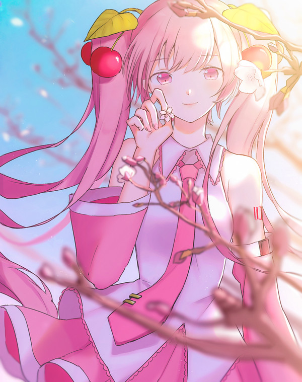 桜の便り