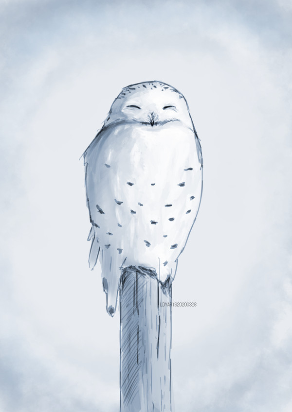 Snowy owl
