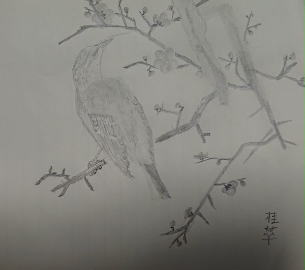 白梅山雀