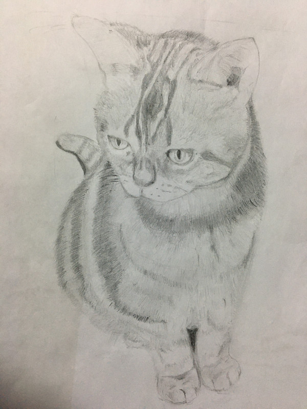 猫のきなさん