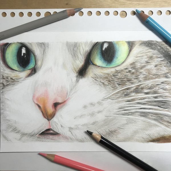 色鉛筆 猫