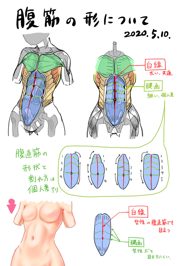 腹筋の形について - 1/1