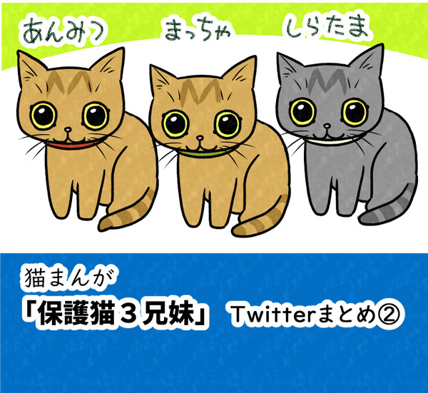 猫マンガ「保護猫3兄妹」Twitterまとめ②