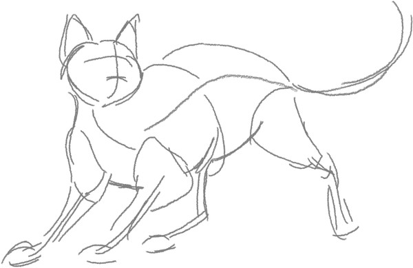 Cat Body