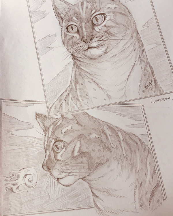 “Curiosity”