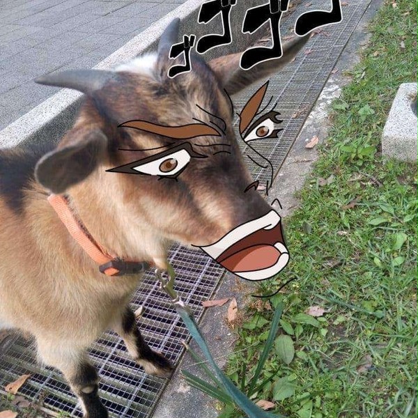 dio山羊