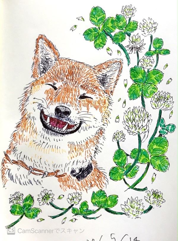 柴犬とシロツメクサ