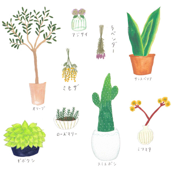 植物