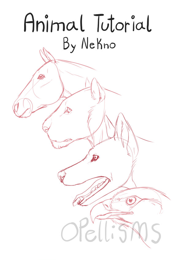 Animal Tutorial