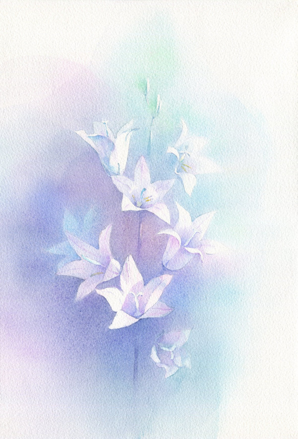 紫の花