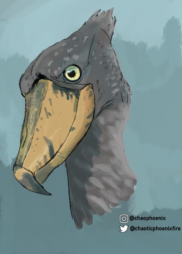 ハシビロコウ
