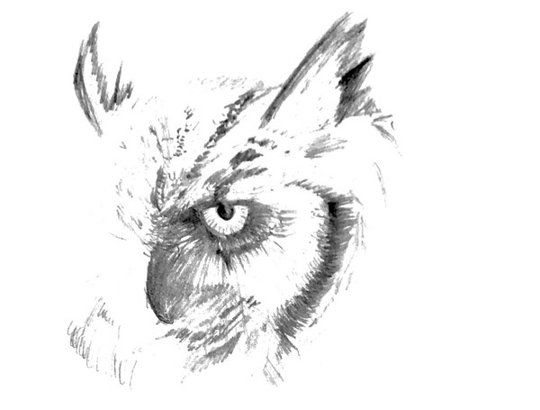 owl