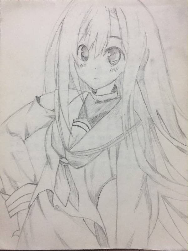 桂雏菊
