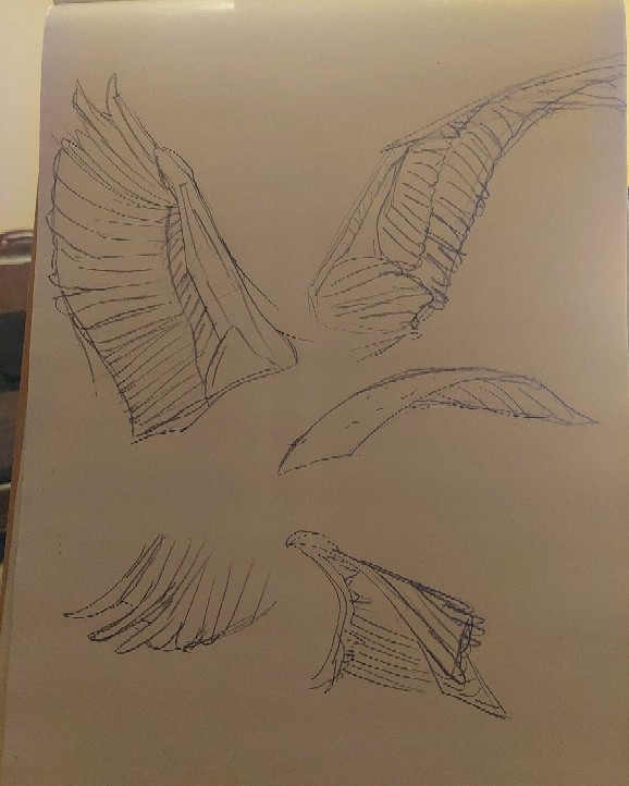 オオフラミンゴの翼