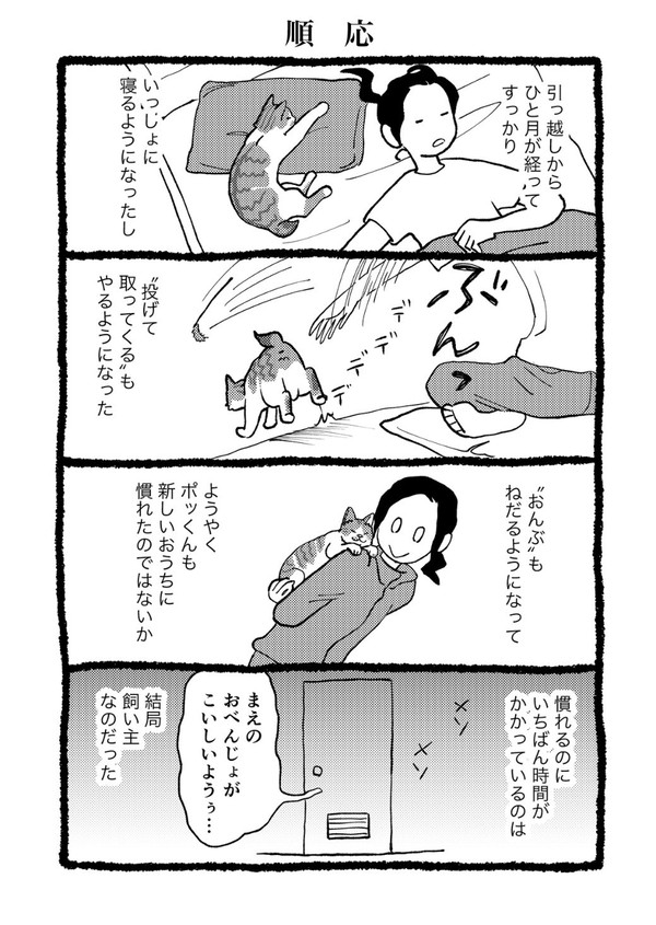 星降る猫遊び④
