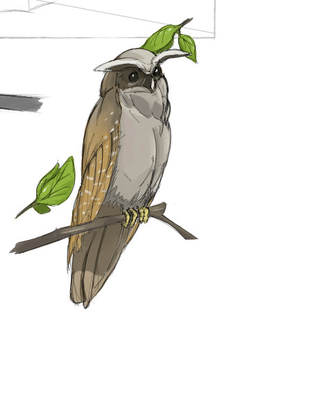 Owl Sketch