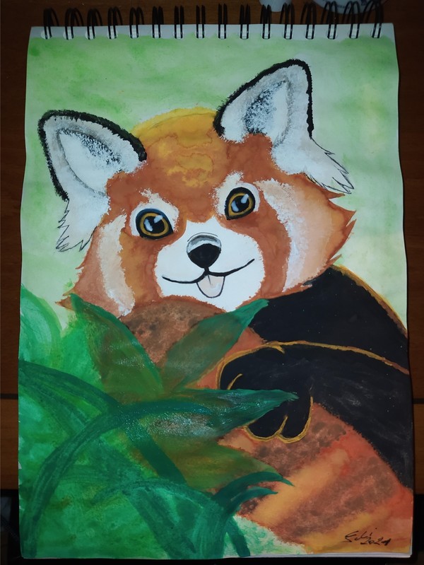 Red Panda ʕ •ᴥ•ʔ