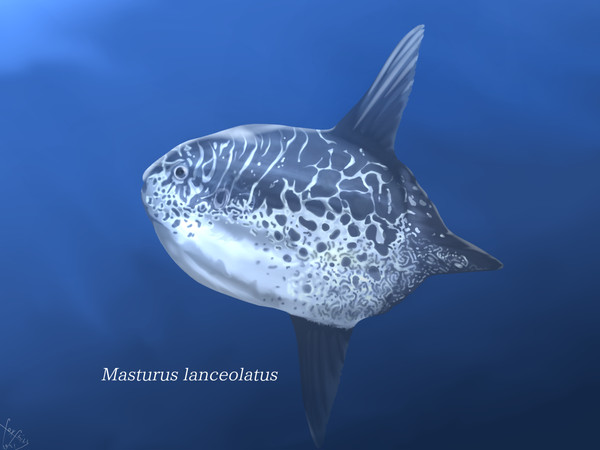 ヤリマンボウ