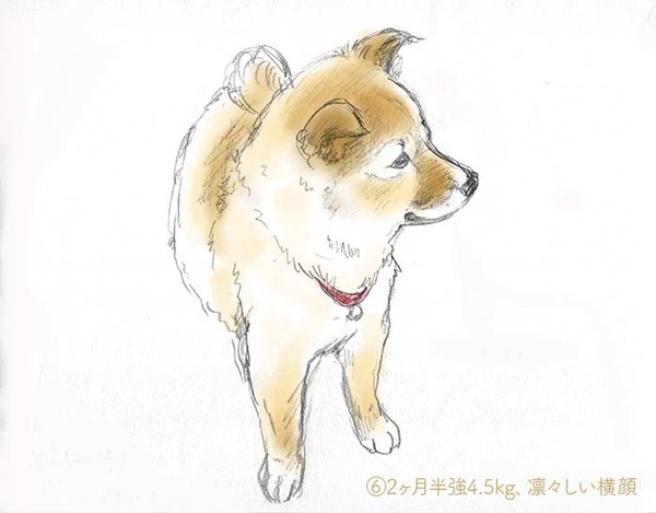 プキちゃんスケッチアルバム　子犬編＜その2＞
