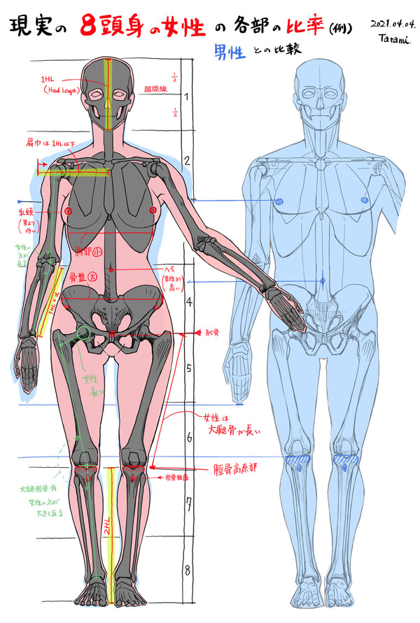 8頭身の女性の身体比率(男女の比較) - 1/1