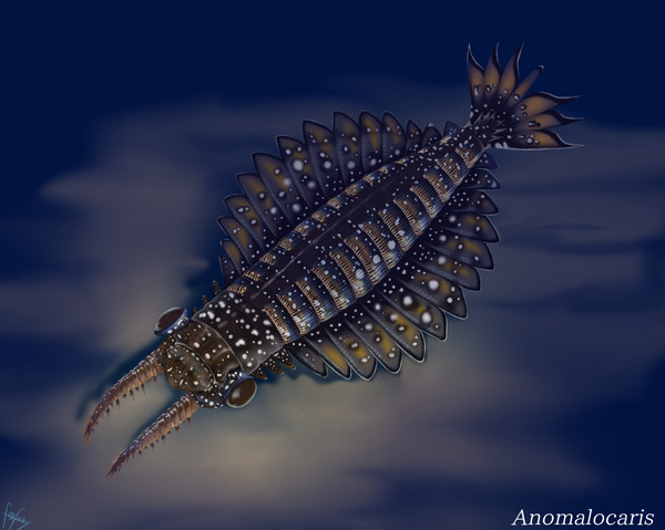 アノマロカリス