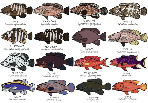 ハタ科のお魚スケッチ その3
