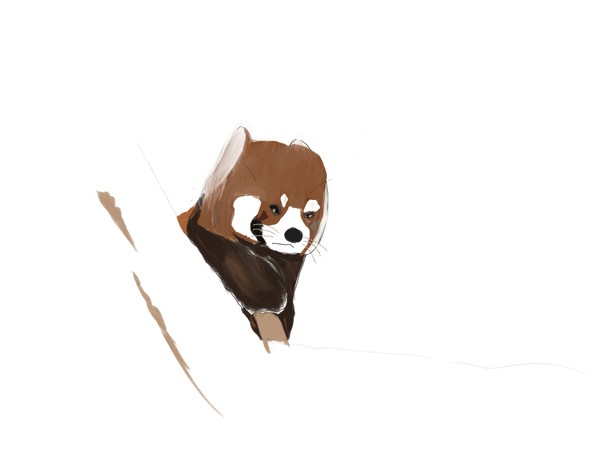 Ailurus fulgens