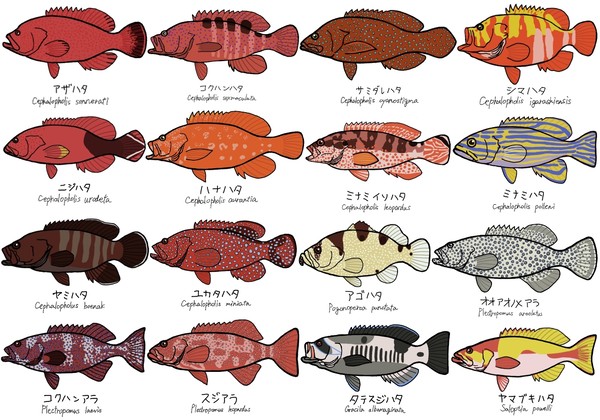 ハタ科のお魚スケッチ その4