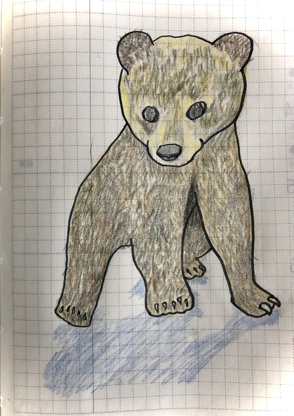 こぐま