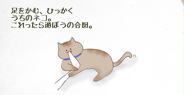 ねこと私のまんまる時間