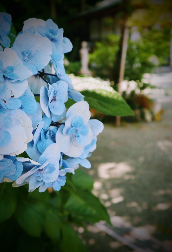 紫陽花