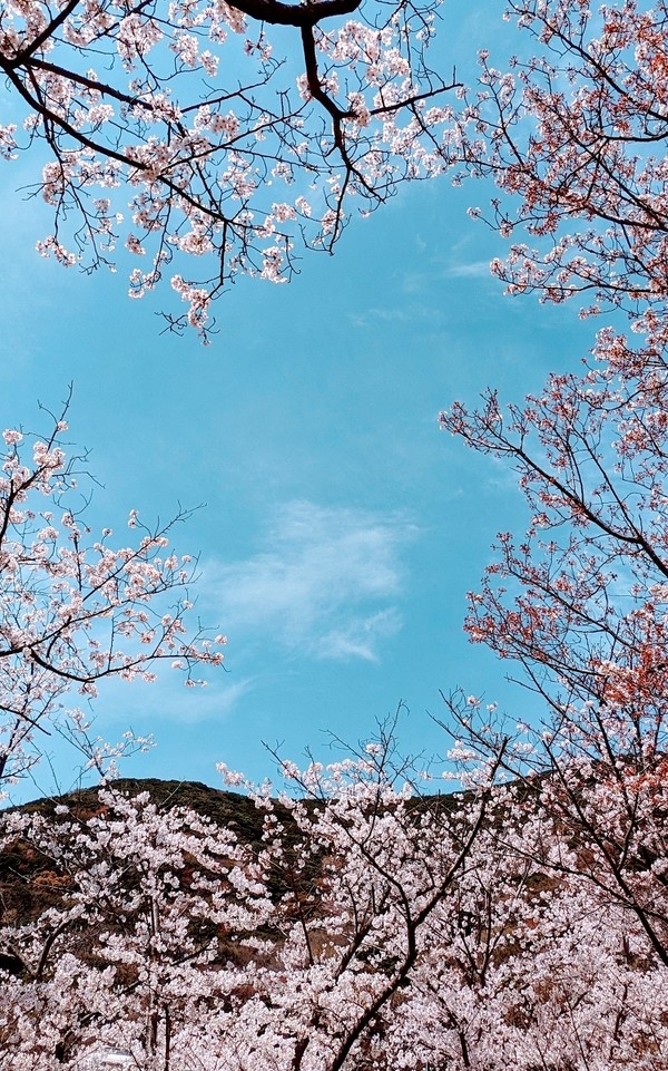 さくら.*✿