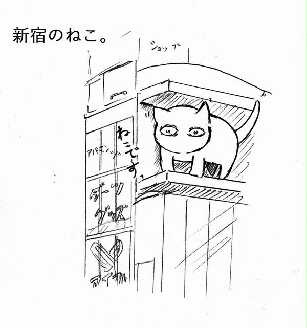 新宿のねこです