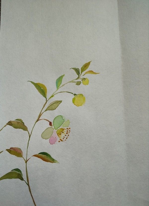 お茶の花 他
