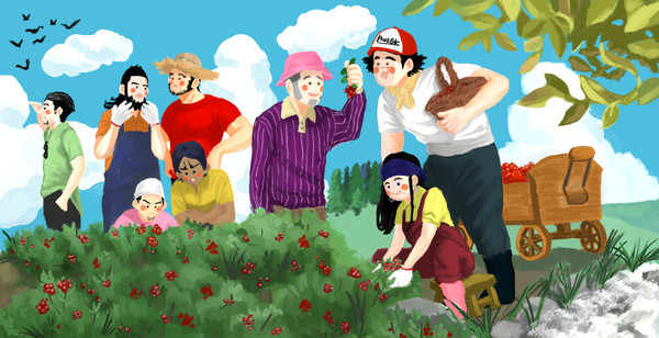 Picking lingonberries