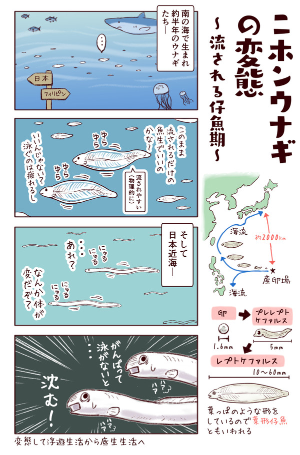 第191種 ウナギのすごい変態