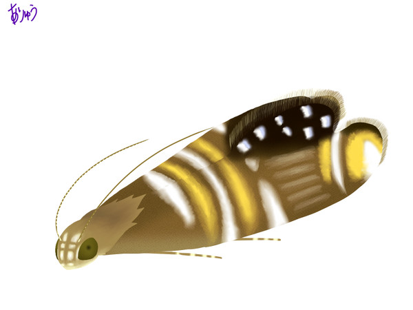 シロオビホソハマキモドキ