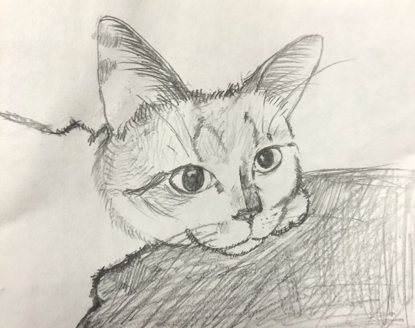 うちの猫