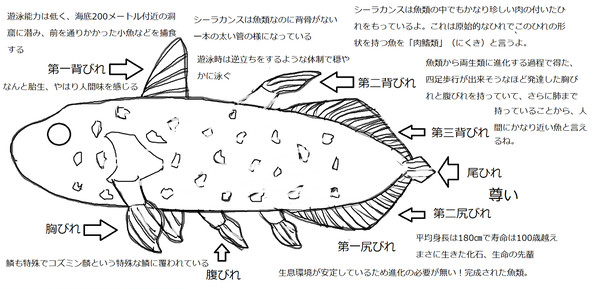 シーラカンスって知ってる?