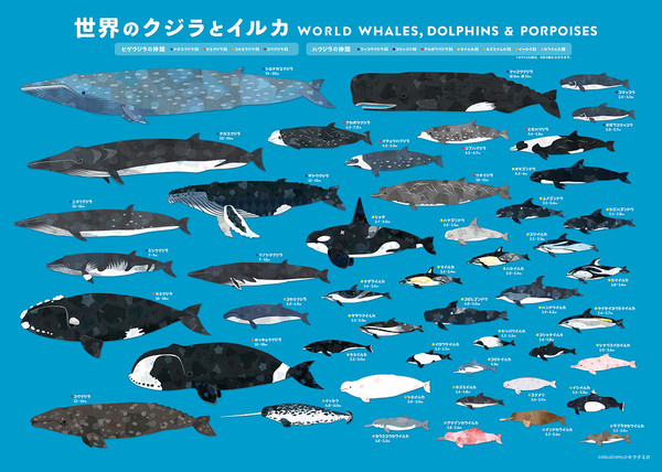 世界のクジラとイルカ - 1/1