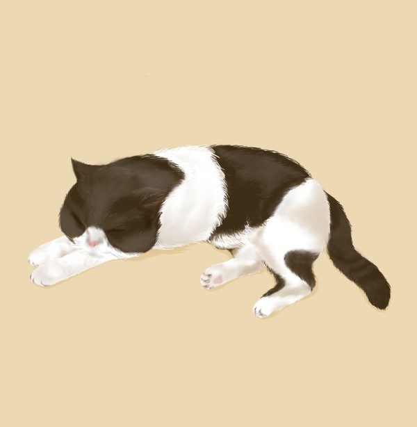 猫