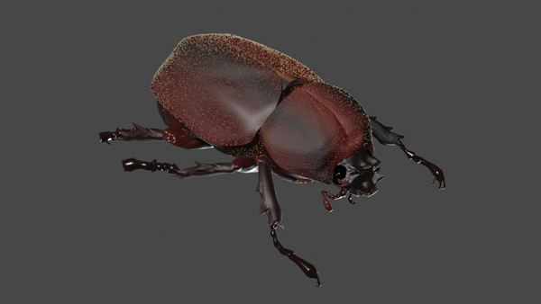 カブトムシ(メス)