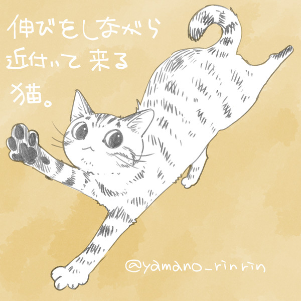 何かしている猫たち