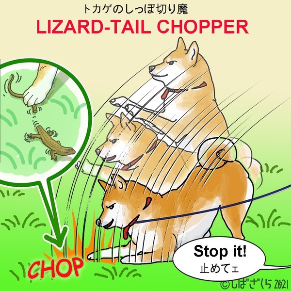 柴犬サクラの日(8) トカゲ