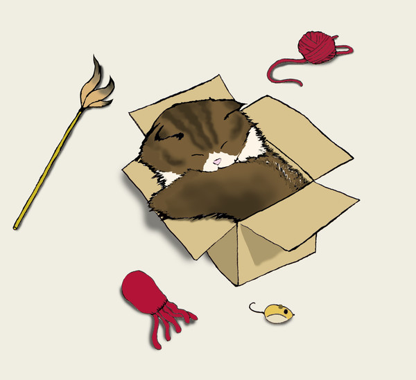 箱の中で眠る猫