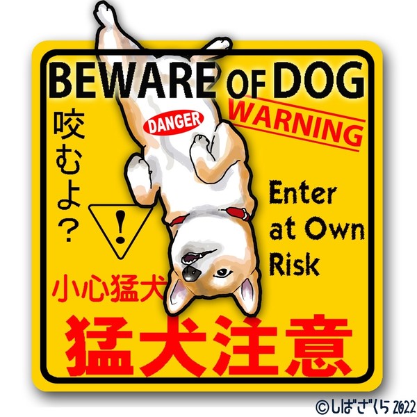 柴犬サクラ(17) 猛犬注意