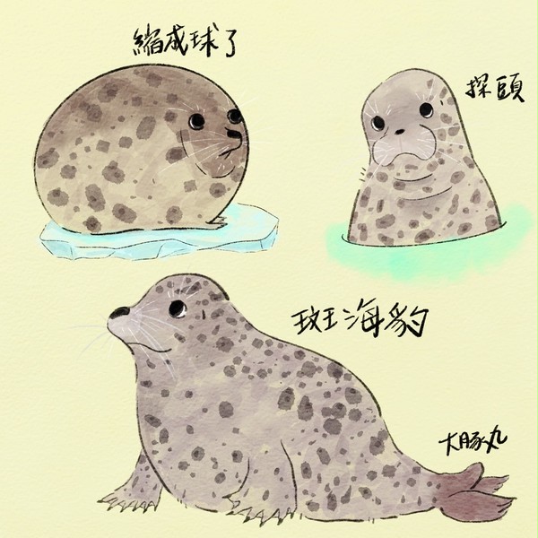 世界海豹日