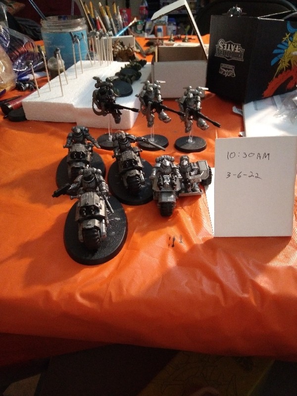 carcharodons for sale
