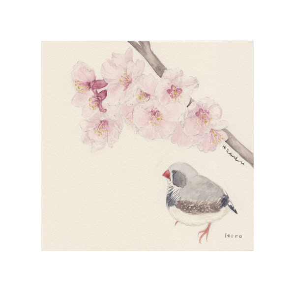 寒桜と錦華鳥