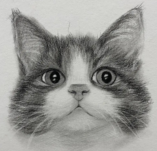 Perfect Catto